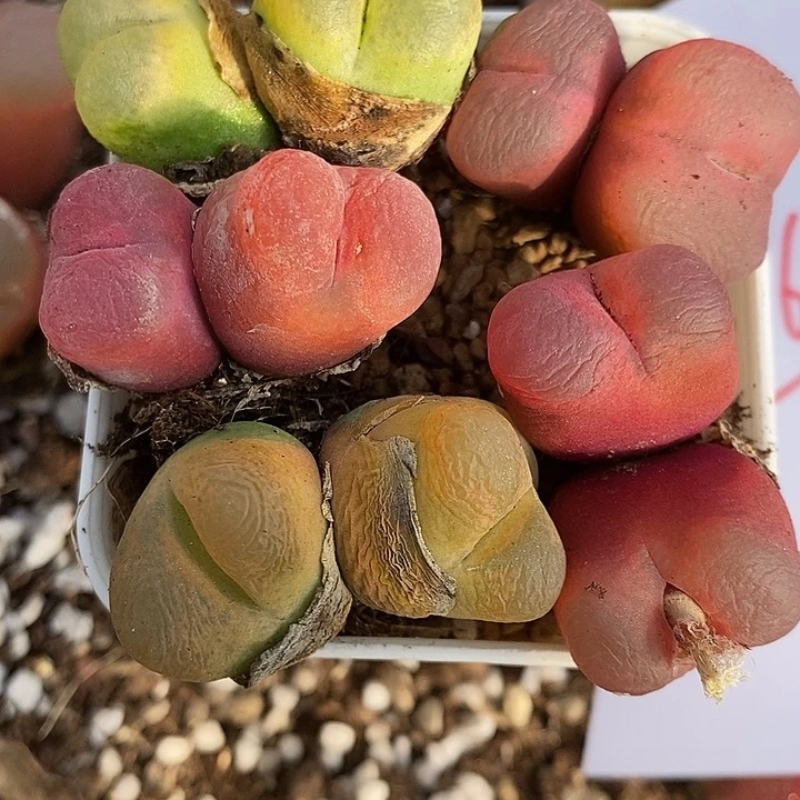 2862双头彩蟠桃一组。