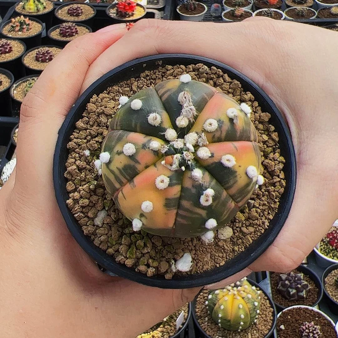 当前无花栽培后可以开花185