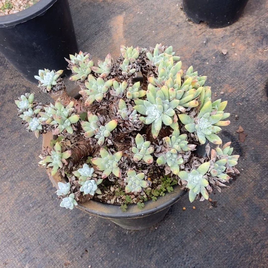 福利多肉植物啦啦啦