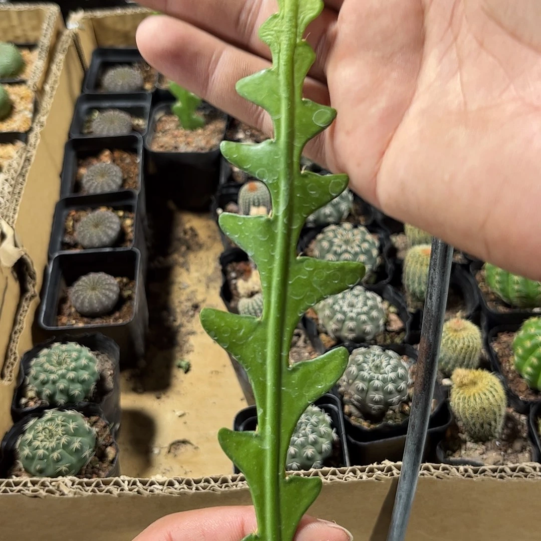 鱼骨昙花单头发的