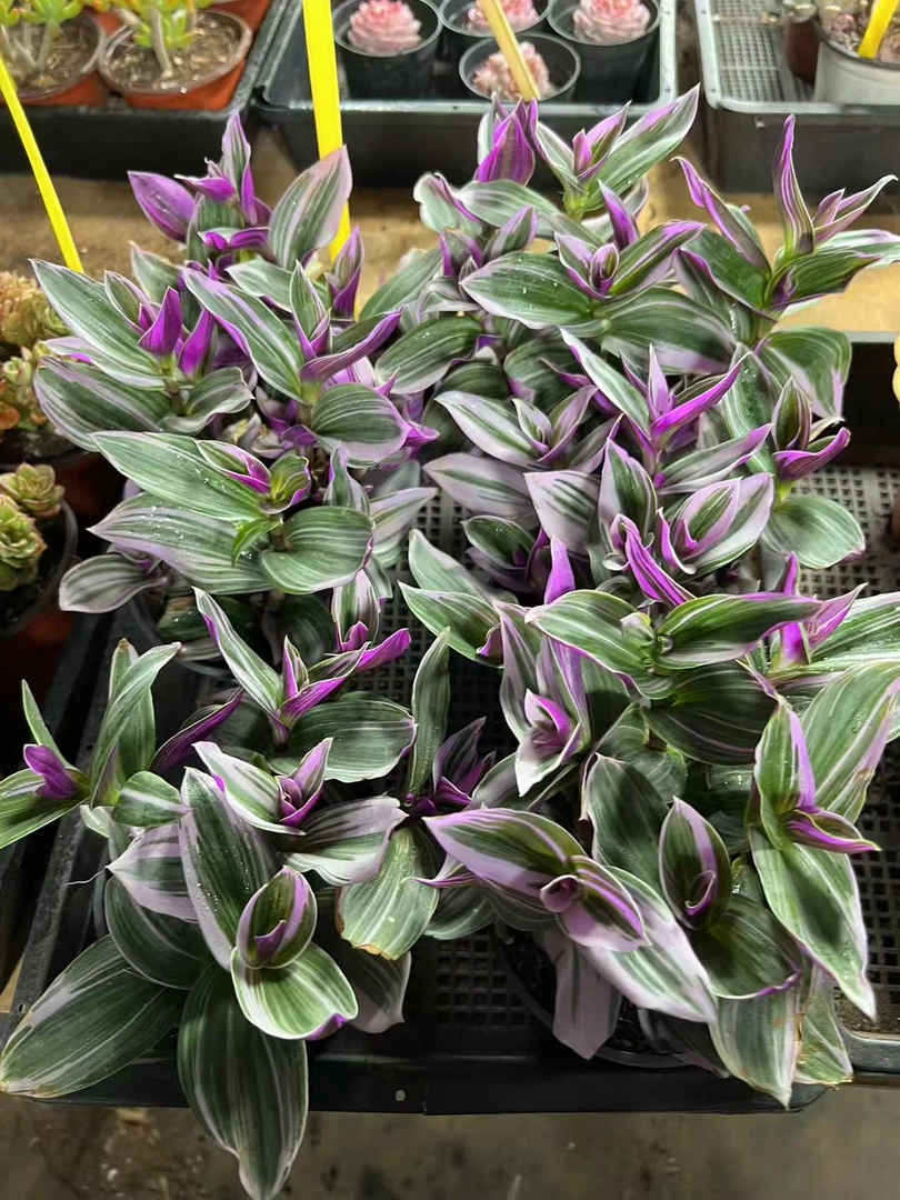 【油画 满足九块九包邮】阳台办公室庭院老桩盆栽多肉植物