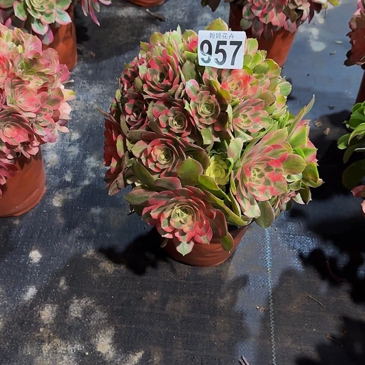 000000000000957香妃多肉植物