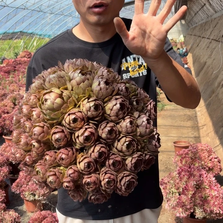 精品大红心沙拉碗好看好养好看