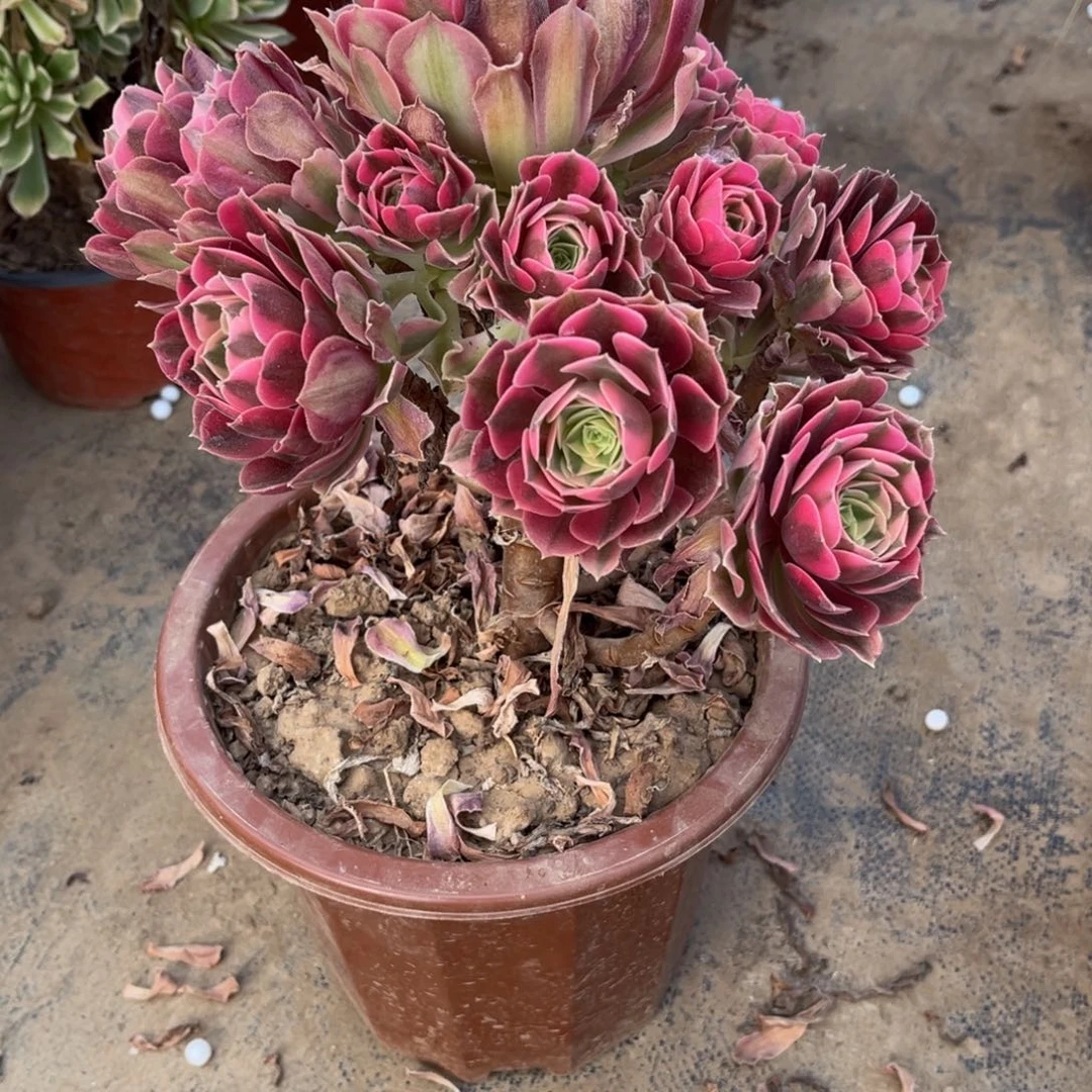 大**欢多肉植物291粉女巫