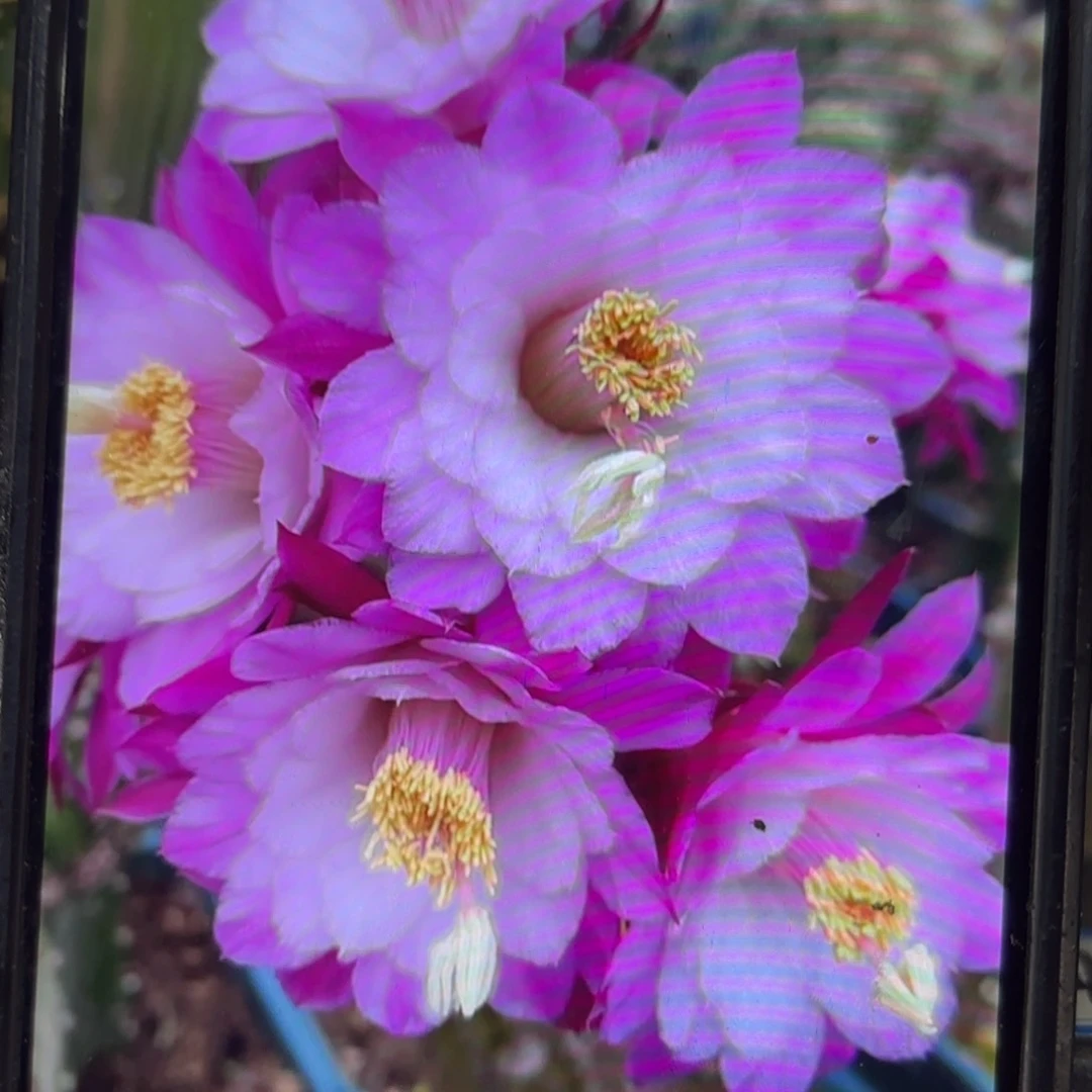 海姆侧牙20包邮仙人球3