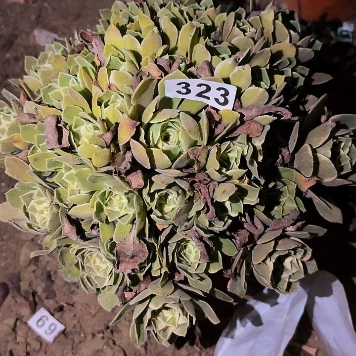 323男神多肉植物不售后