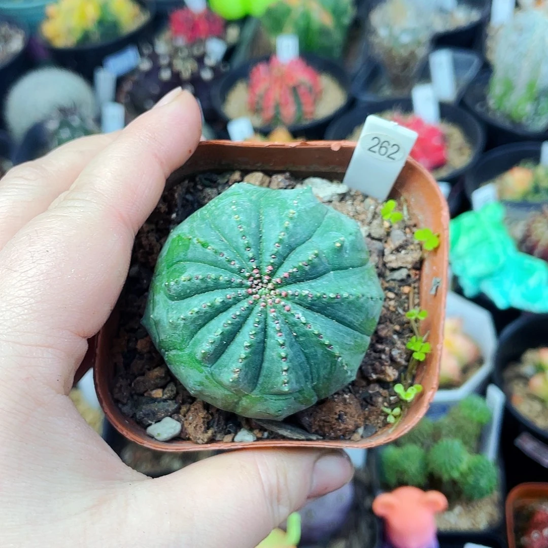 非偏远地区满25包邮仙人球