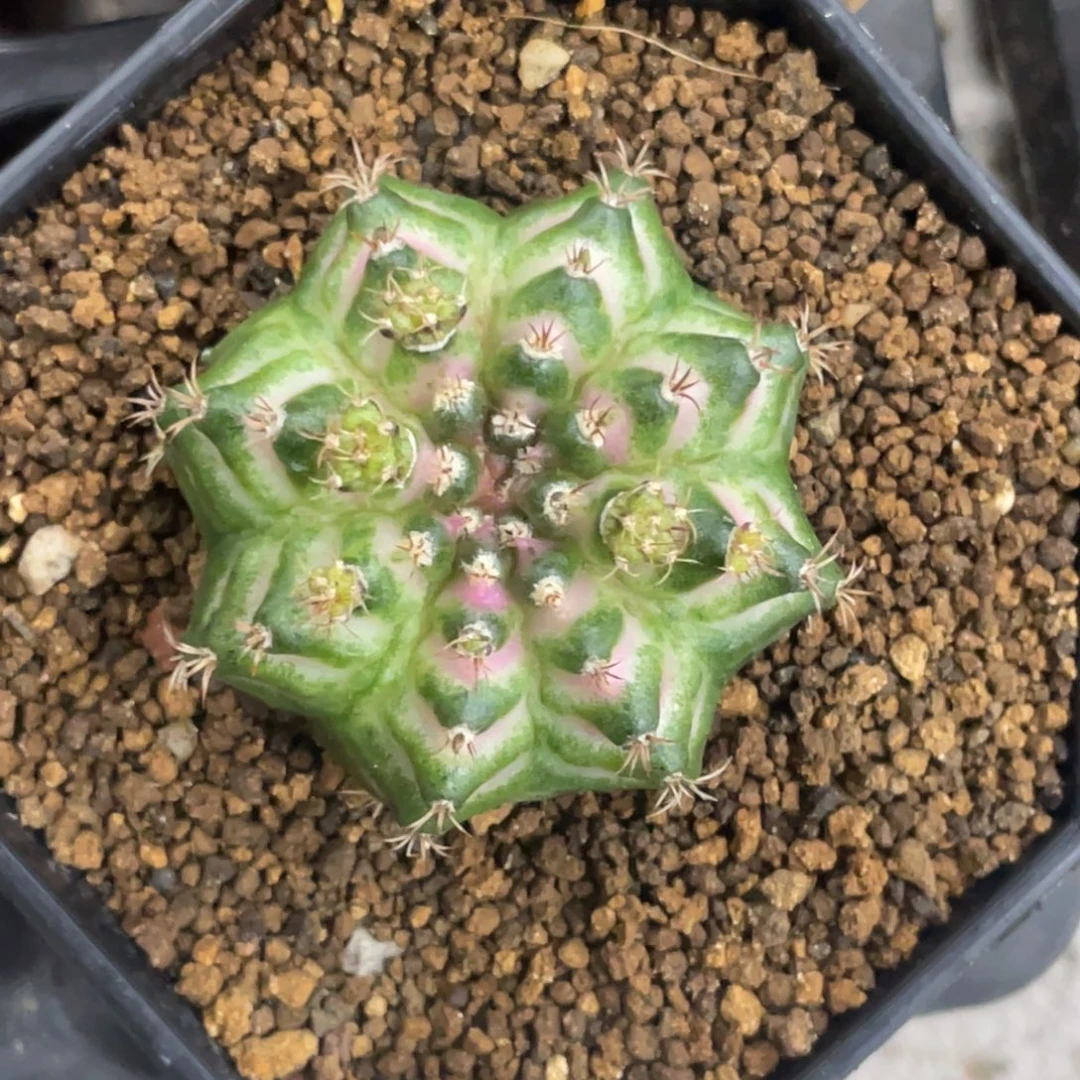 当前无花朵，栽培后可花朵白粉海神