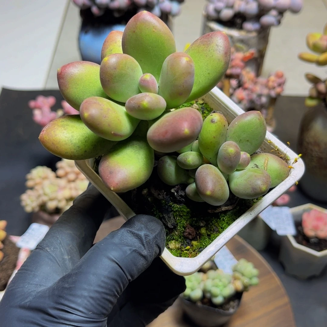 328芒果奶10厘米多肉