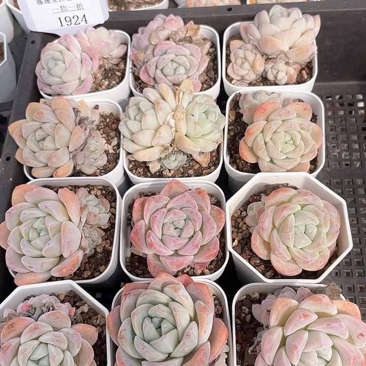 薇薇安园艺多肉1924