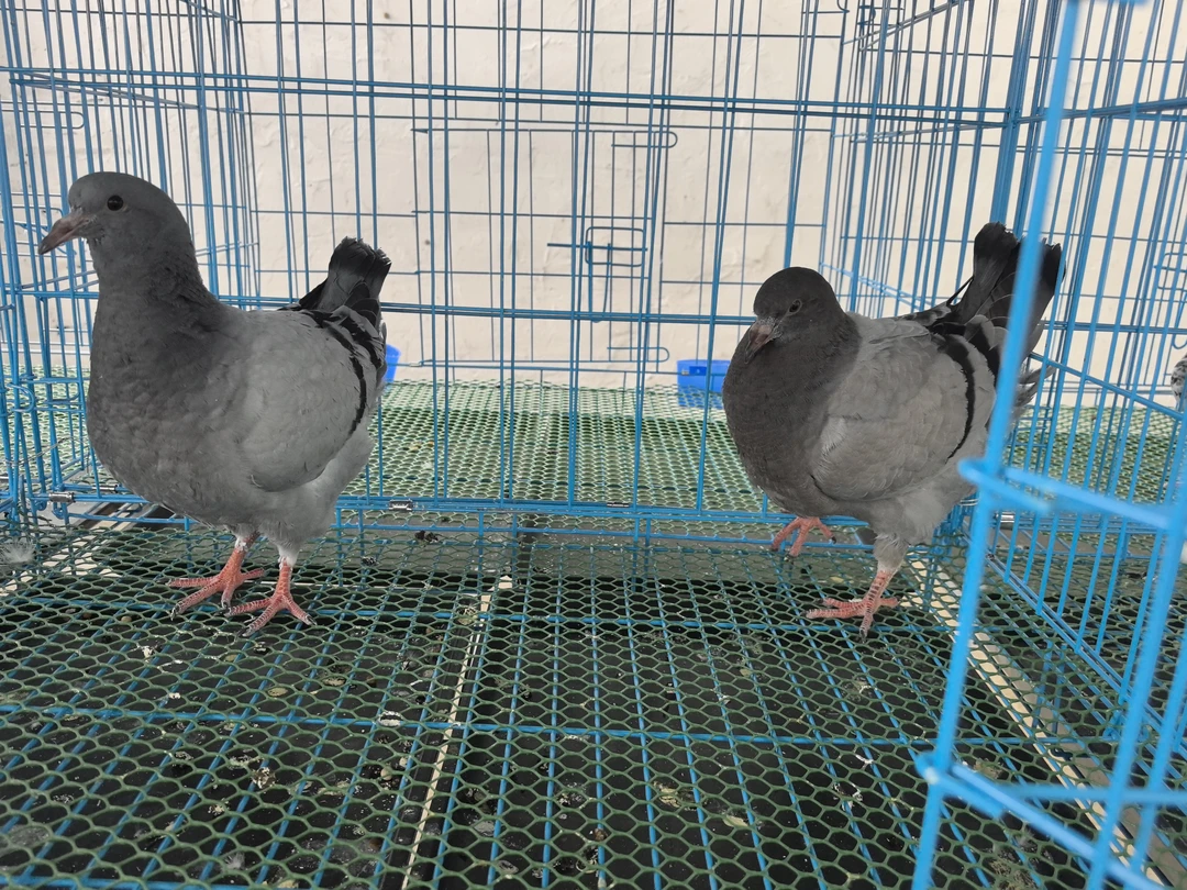 元宝圆环青年大体鸽子