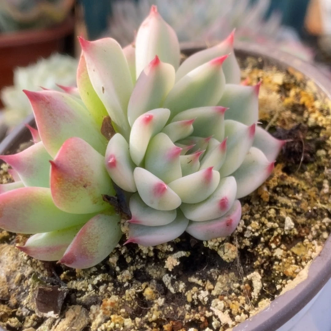 427锦锦锦锦锦锦锦