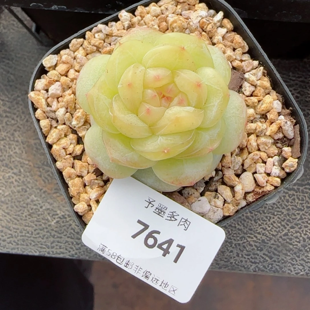 长**兔润玉珍妮，7641多肉植物