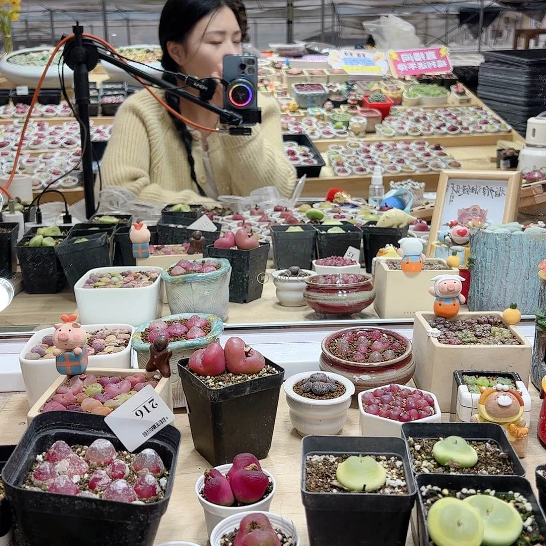 【闪购商品】文*60元盲拍