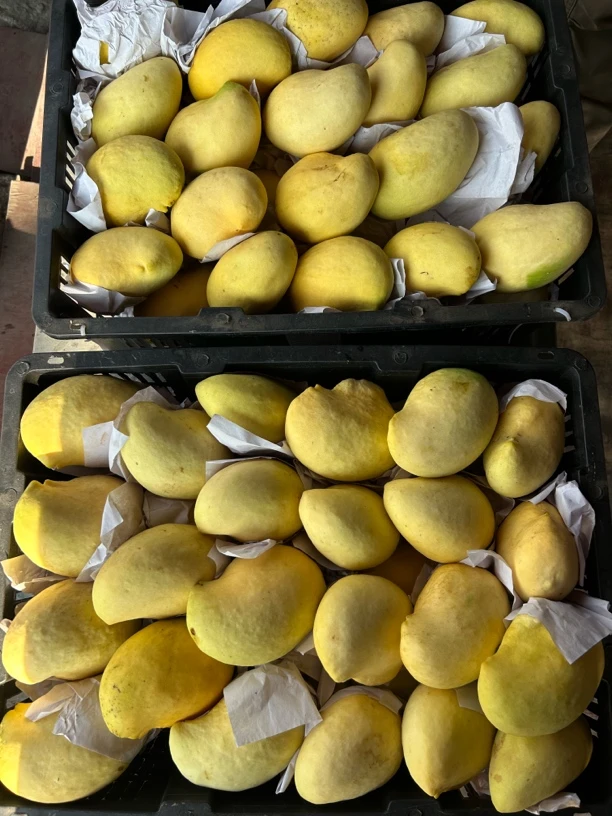 正宗缅甸圣德龙芒果整箱（预售）