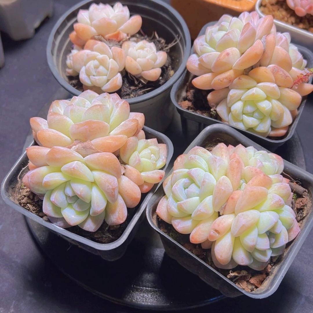 生*子奶油冰玉，多肉植物