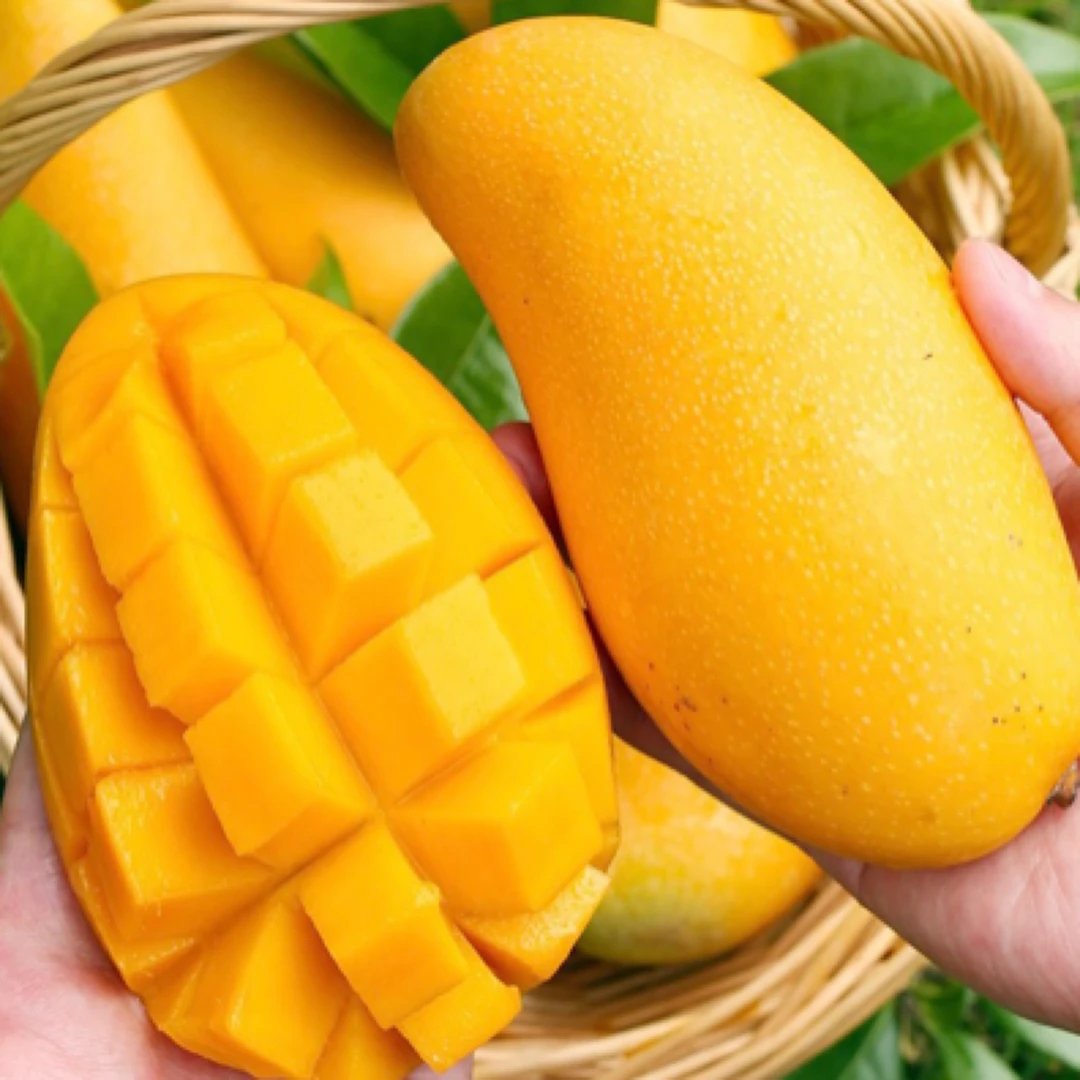 芒果苗带土发产量高口感香甜易管理