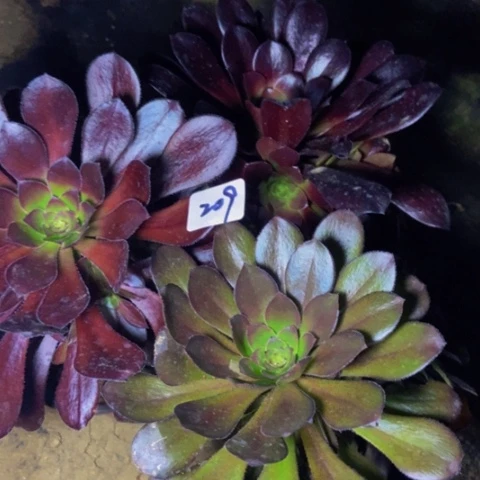 三科新桩多肉植物209多肉
