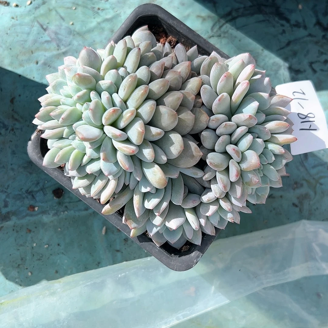 诗*118-12橙子缀化多肉