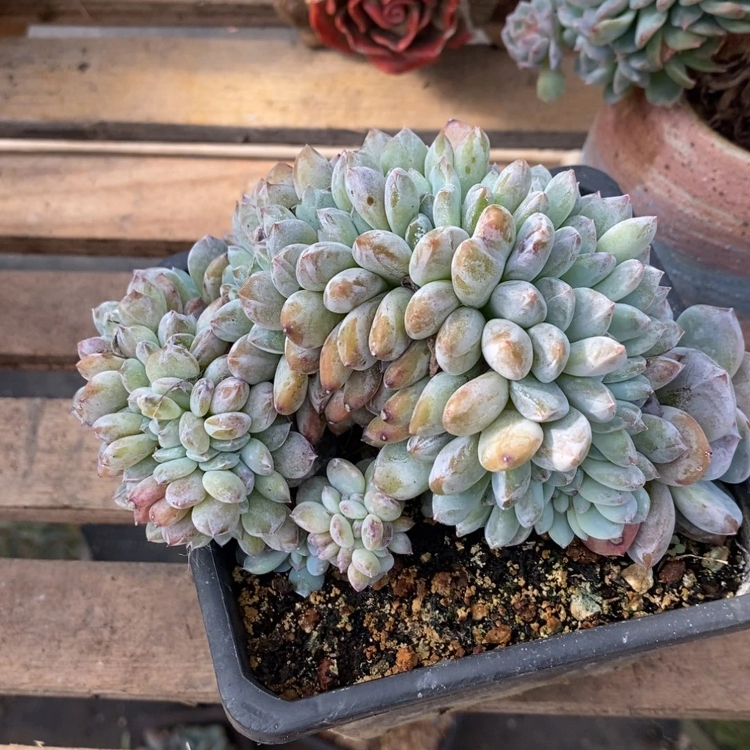 英***姐多肉植物肉肉植物