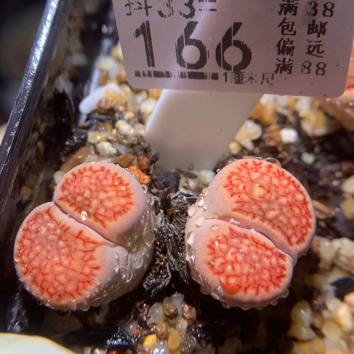 精品生石花33.166