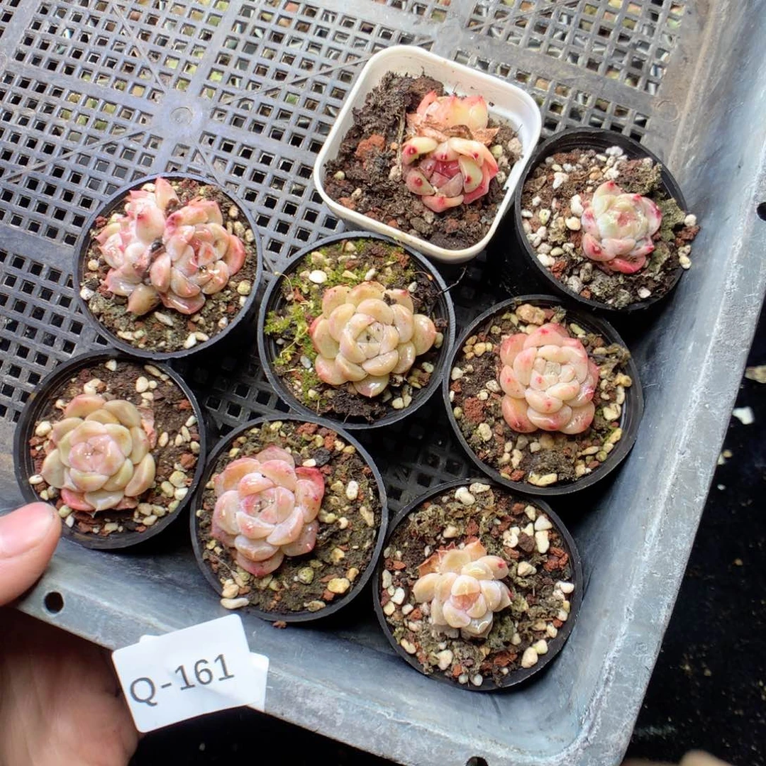 无花朵Q161 yyyyty