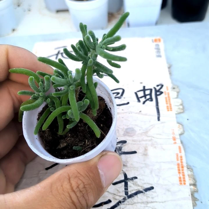 满9元包邮，，长叶冰晶枝干福利