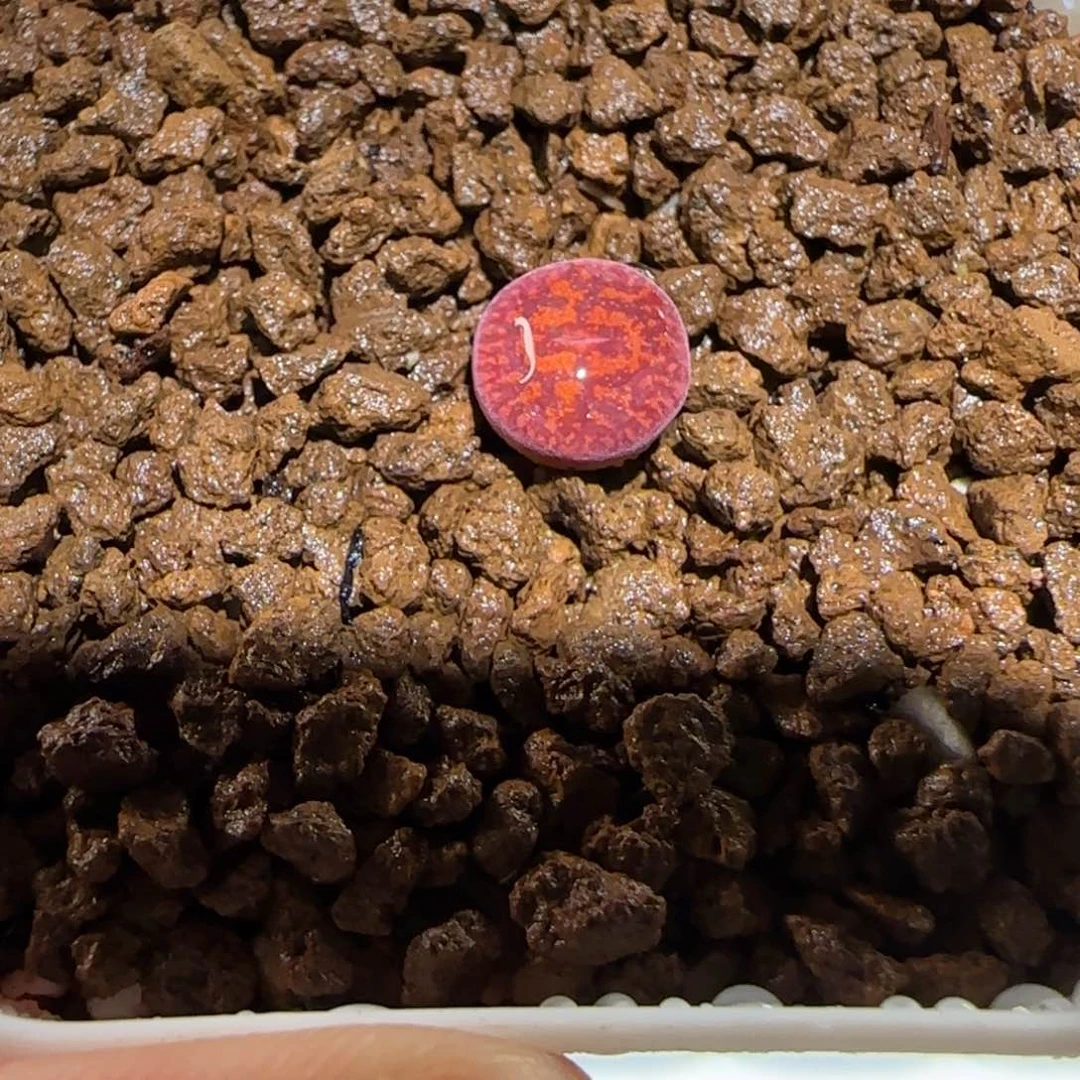 绑***咪肉锥多肉植物组合-76