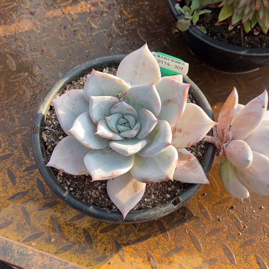 许*?多肉精选编号0114.309