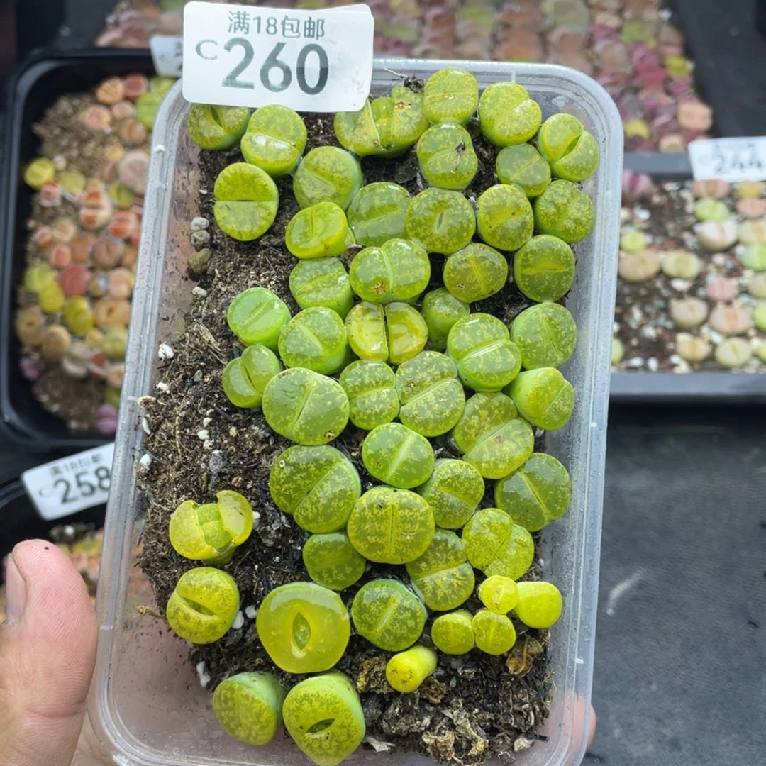 红陶000000000000000260