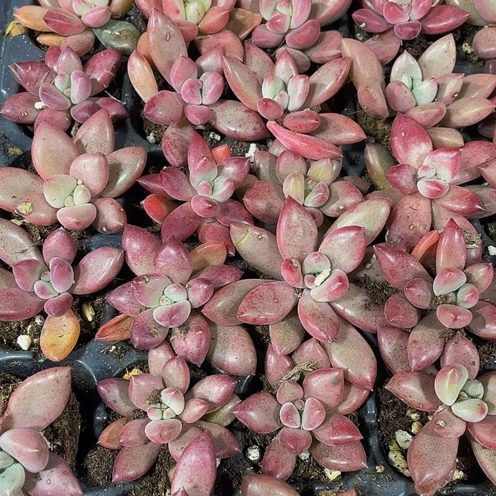 小桃花源1元带土发货