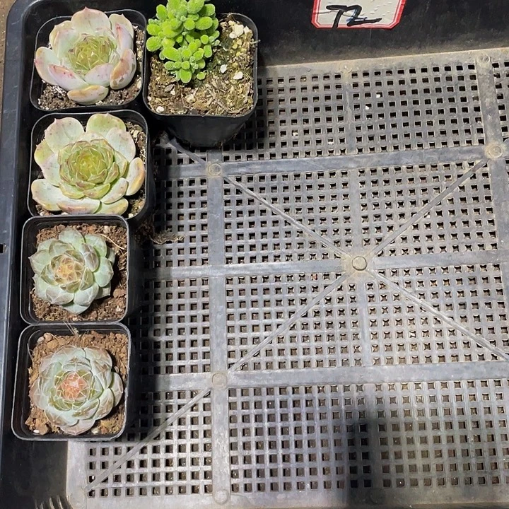 兜****72号筐带盆土发货