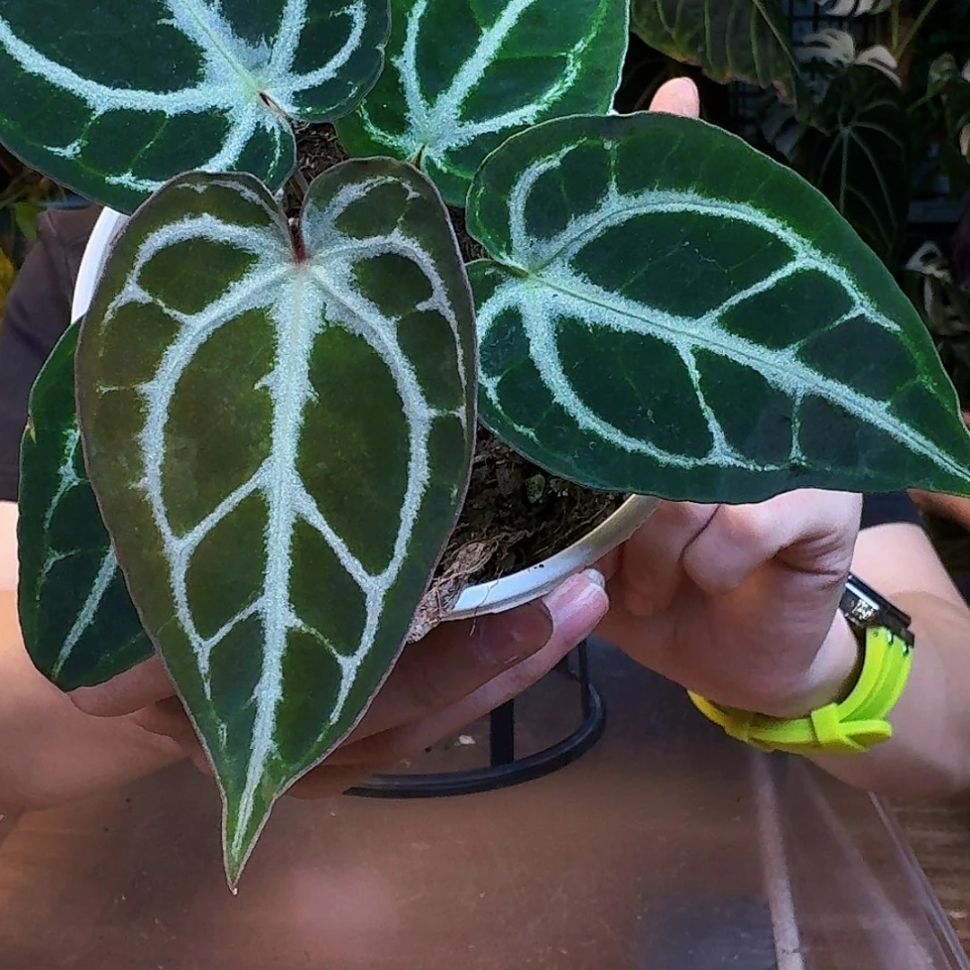 完全开放V145银红杂黑水晶