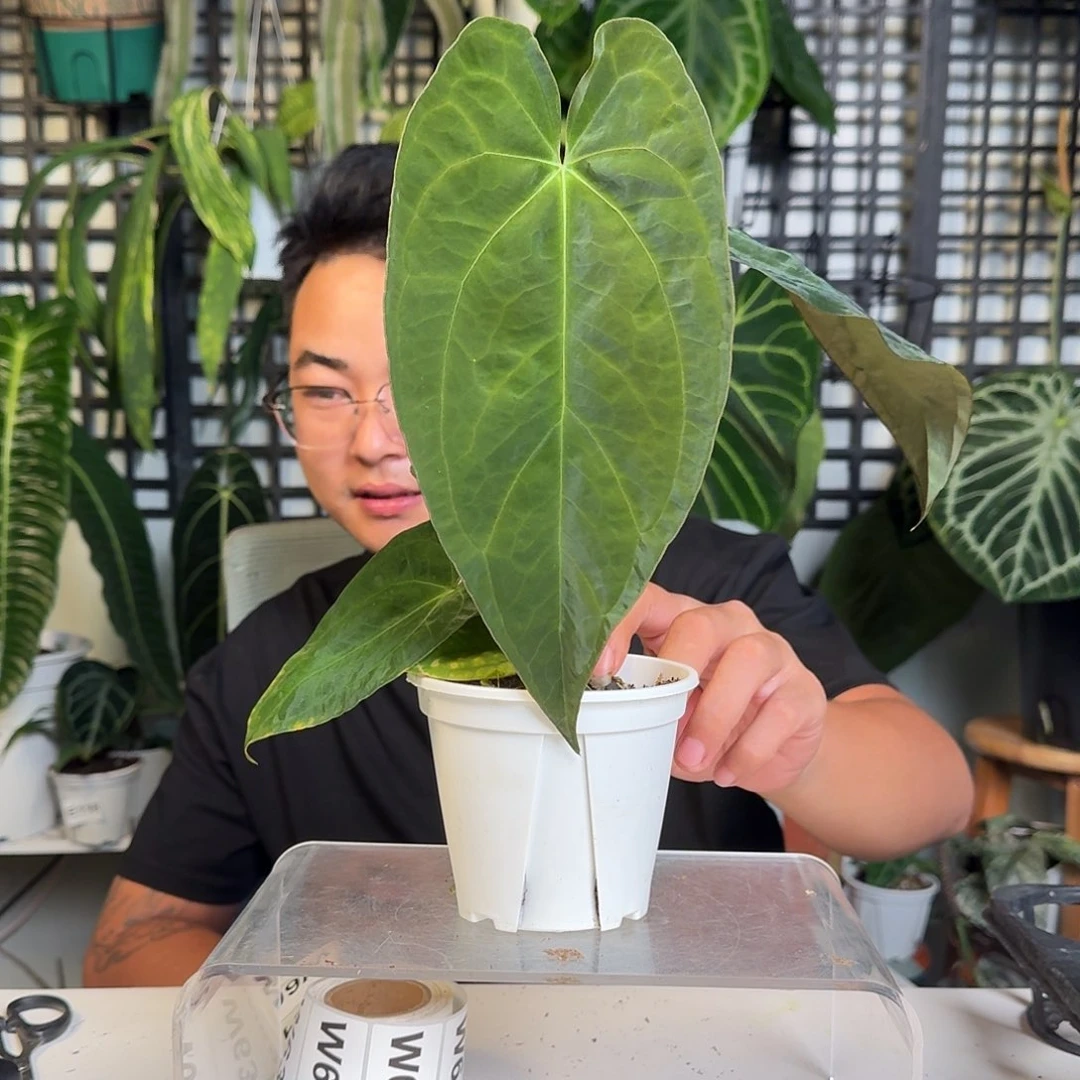 无花朵P*一物一拍W57
