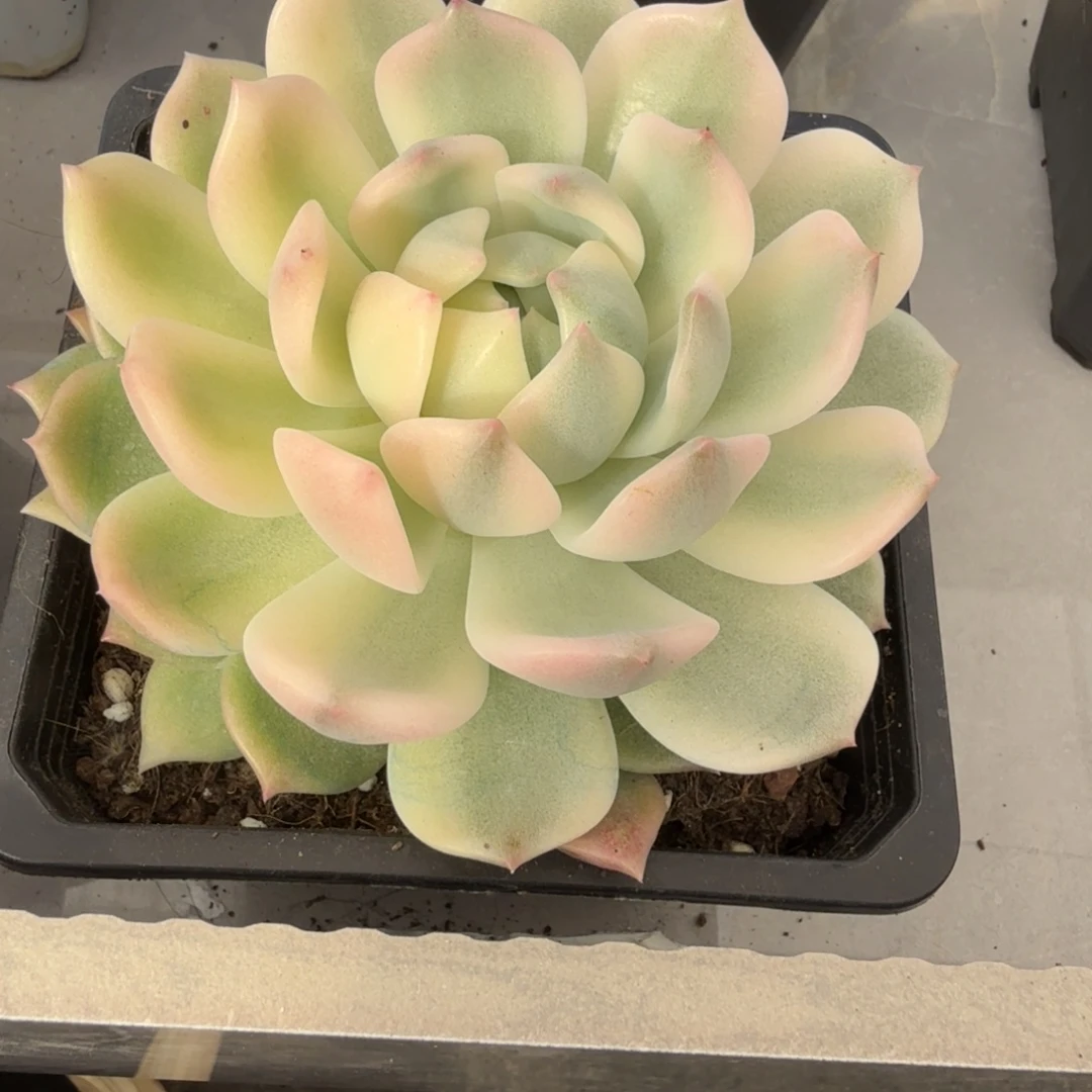 霜花大单头 安吉园艺锦