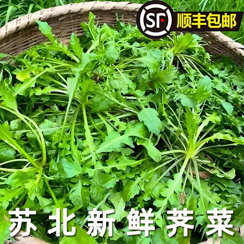 苏北露天荠菜 现摘现发 顺丰包邮