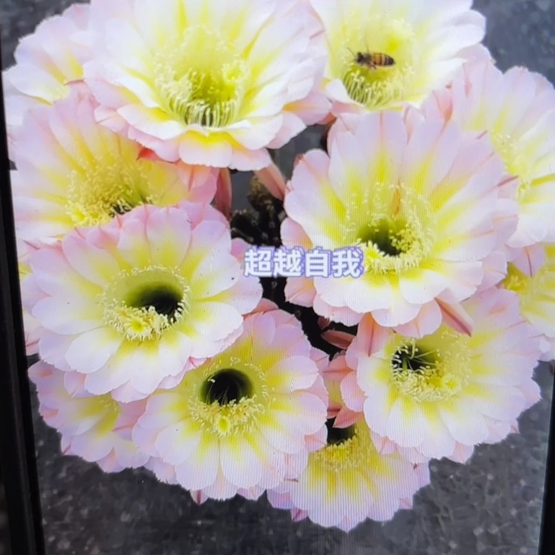 爱德华彩侧牙20包邮了59