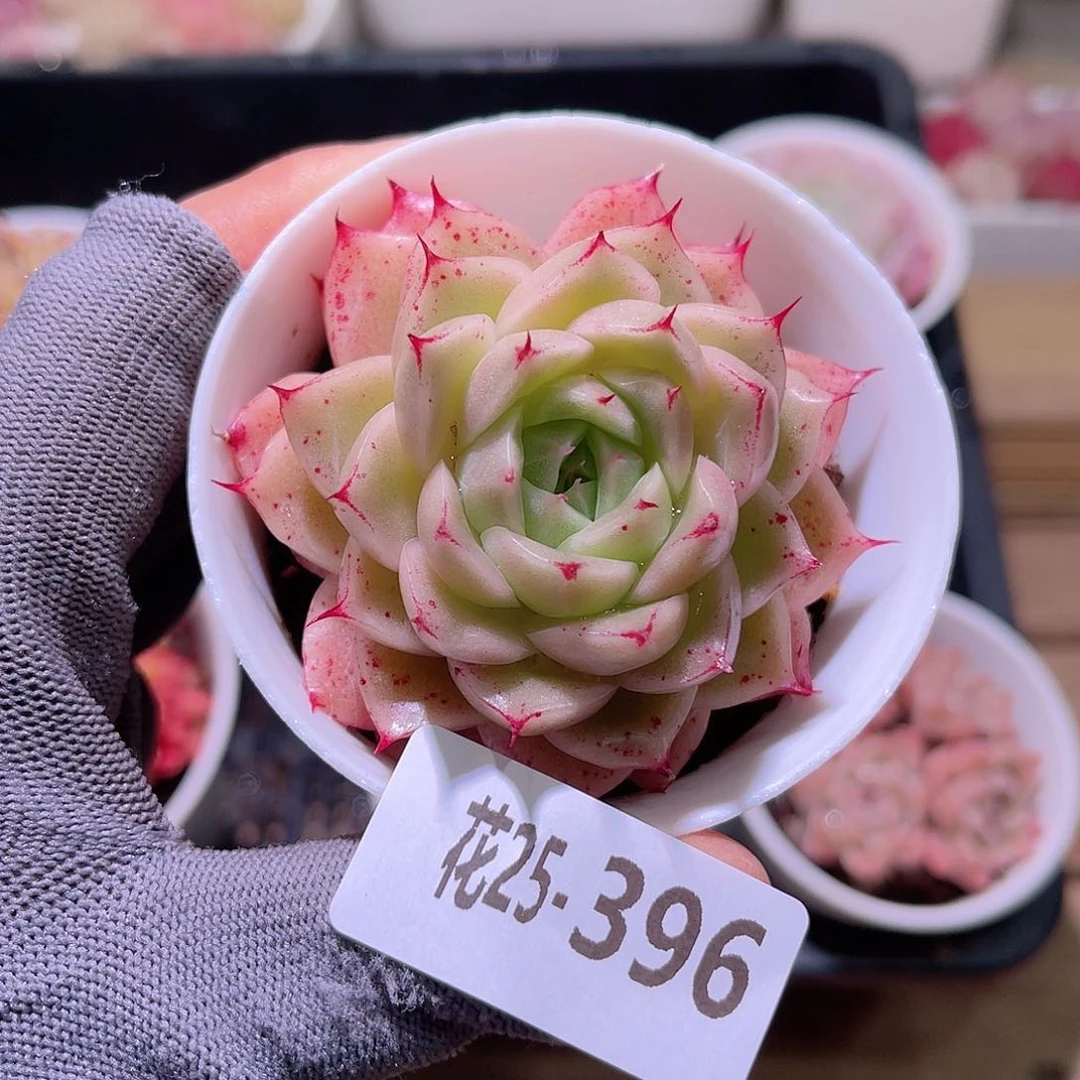 花25-396麦秆单头