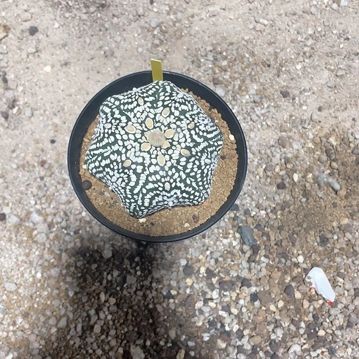 完全开放喜****8特价3 海星六棱30