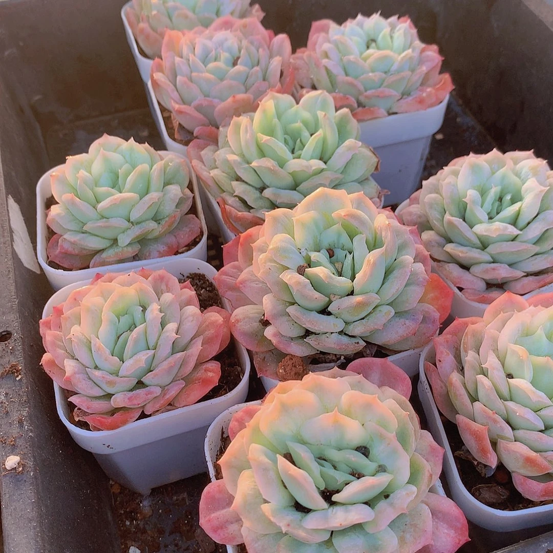 大号泡泡纱裙4567889999“