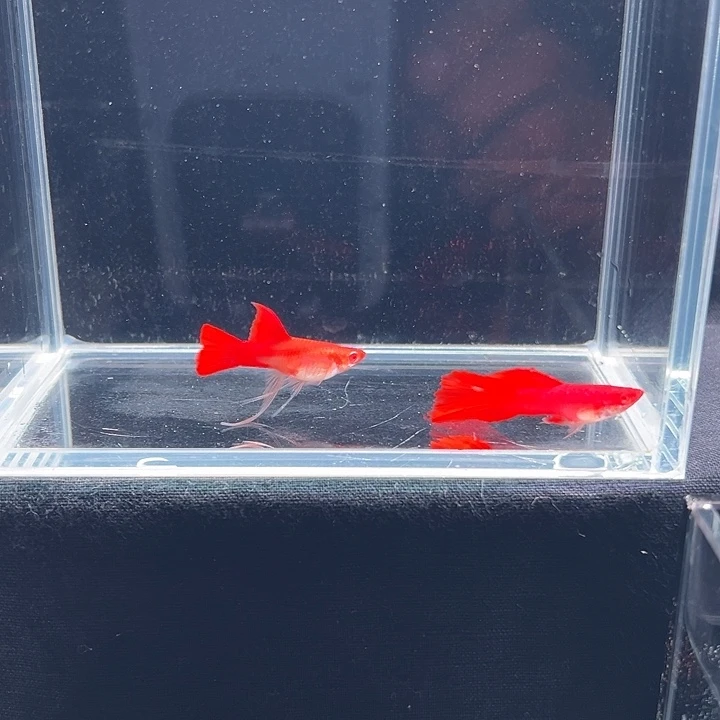 孔雀鱼血红鲨鱼鳍大C