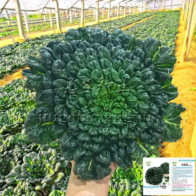 黄心乌塌菜种子种籽黑白菜野菜黑青菜春夏秋冬季种孑四季农家盆栽