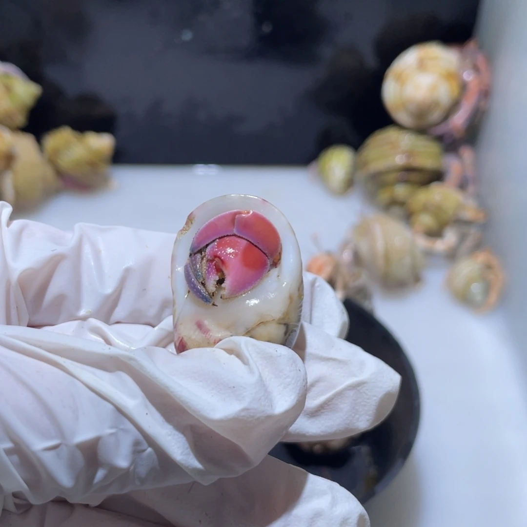 F6 紫陆胭脂红1.6口