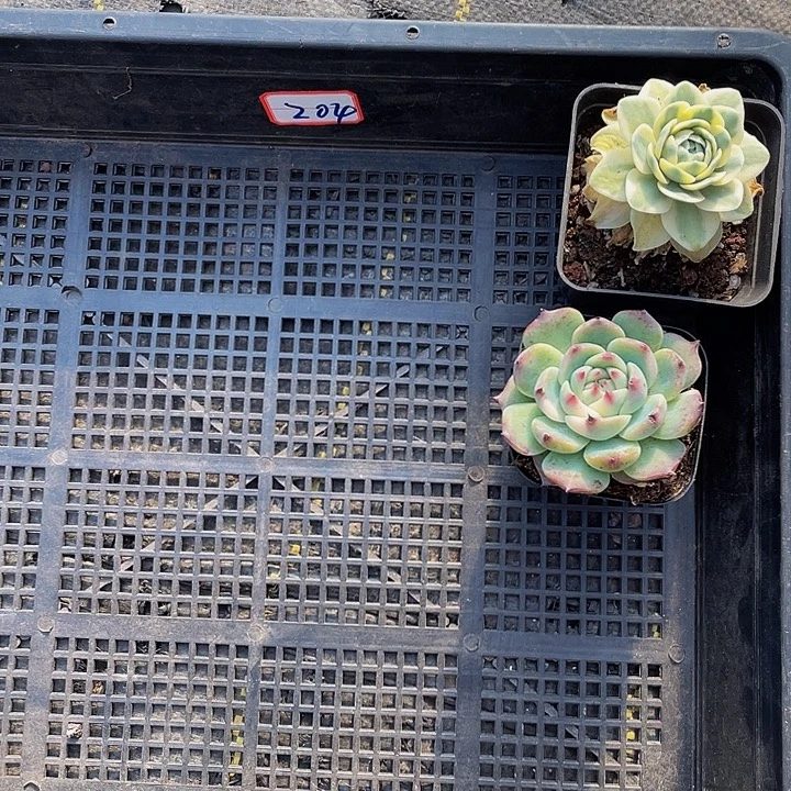 兮***龠204号筐带盆土发货