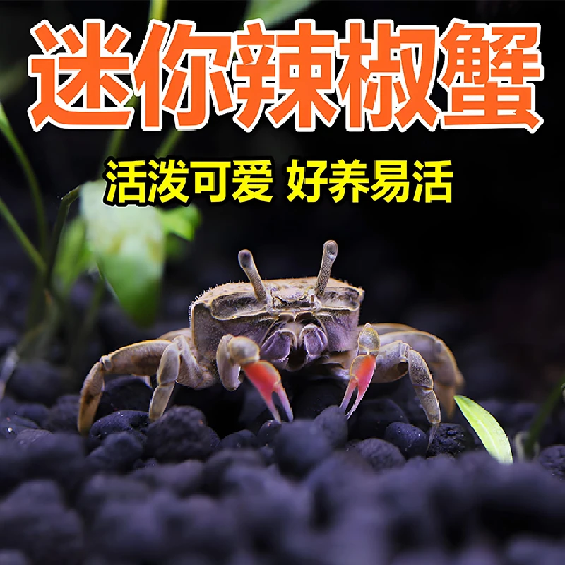 迷你辣椒蟹活体鱼缸清洁除藻专家低氧养殖免换水宠物