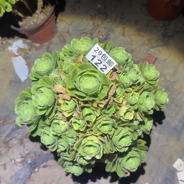 绿羊绒……多肉植物的