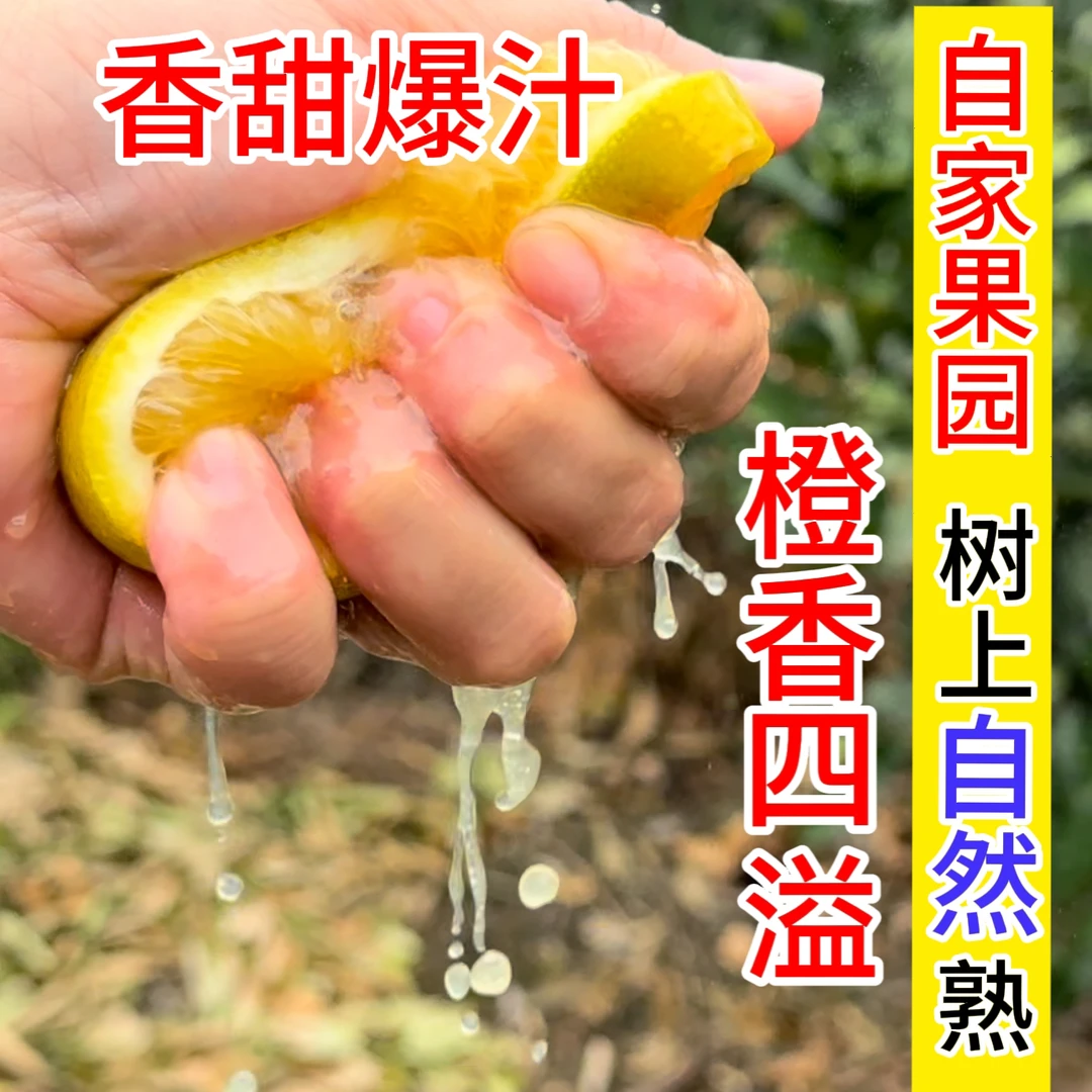 正宗广西富川脐橙果王10斤果园现摘新鲜爆汁香甜当季水果产地直发