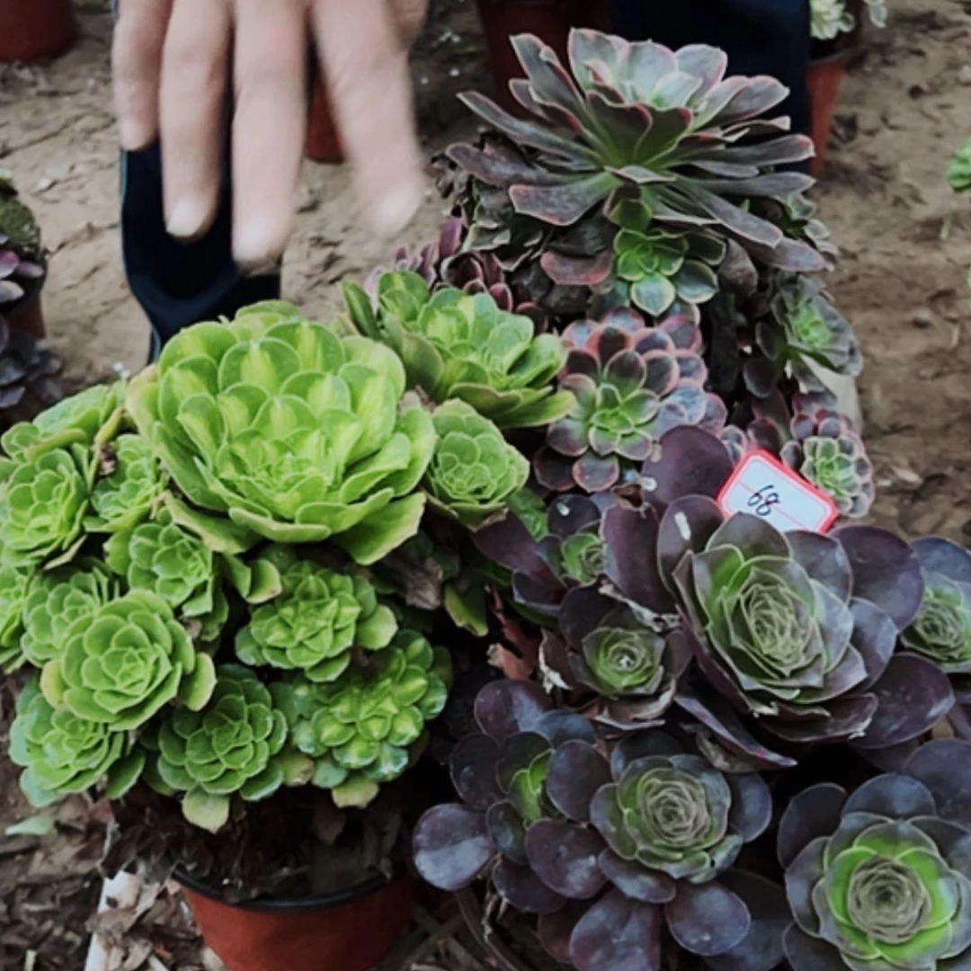 【闪购商品】无花朵?**包68号套餐3颗多肉植物