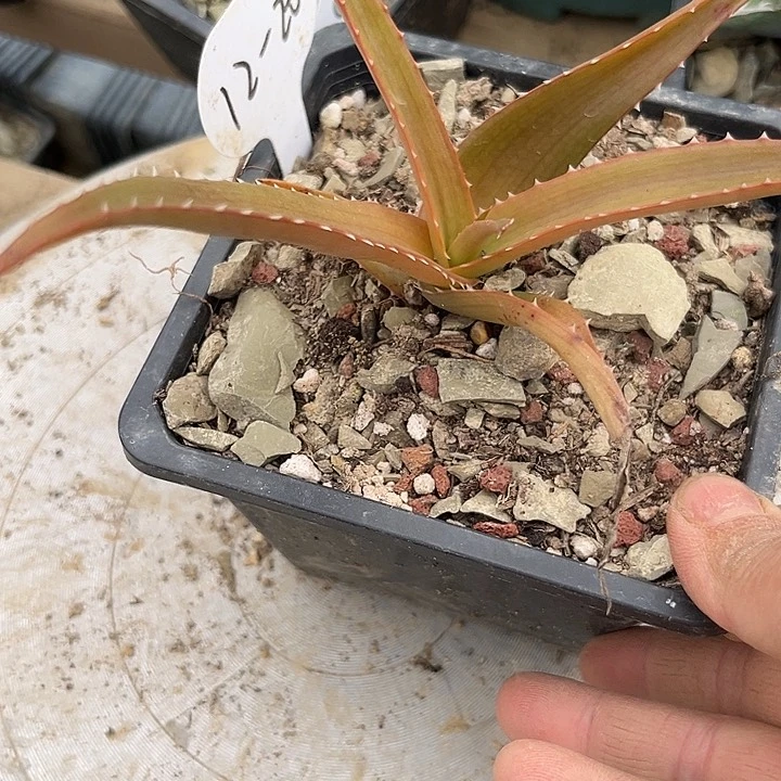 奥姆巴24567899900