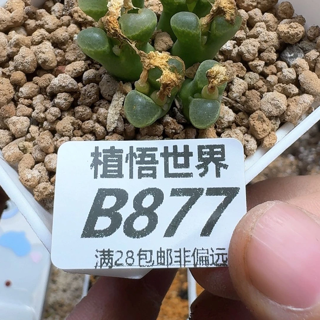 多肉植物的润泽eghn